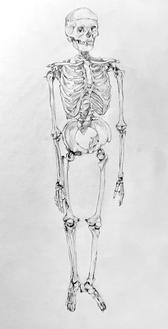 skeleton study - graphite